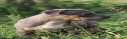 Pitbull cani in vendita: Cuccioli Pit Bull pronta consegna  - Annuncio 39