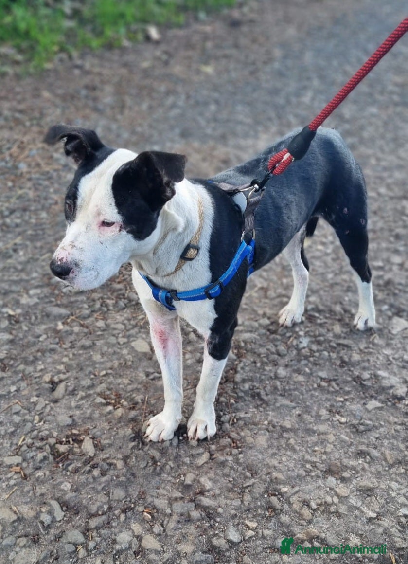 Pitbull cani UNA MAMMA PER JACK - Annuncio 2