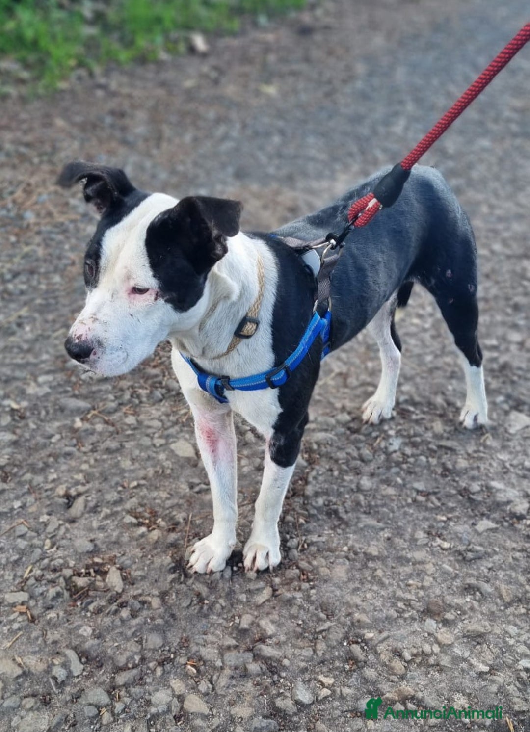 Pitbull cani in regalo: UNA MAMMA PER JACK - Annuncio 2