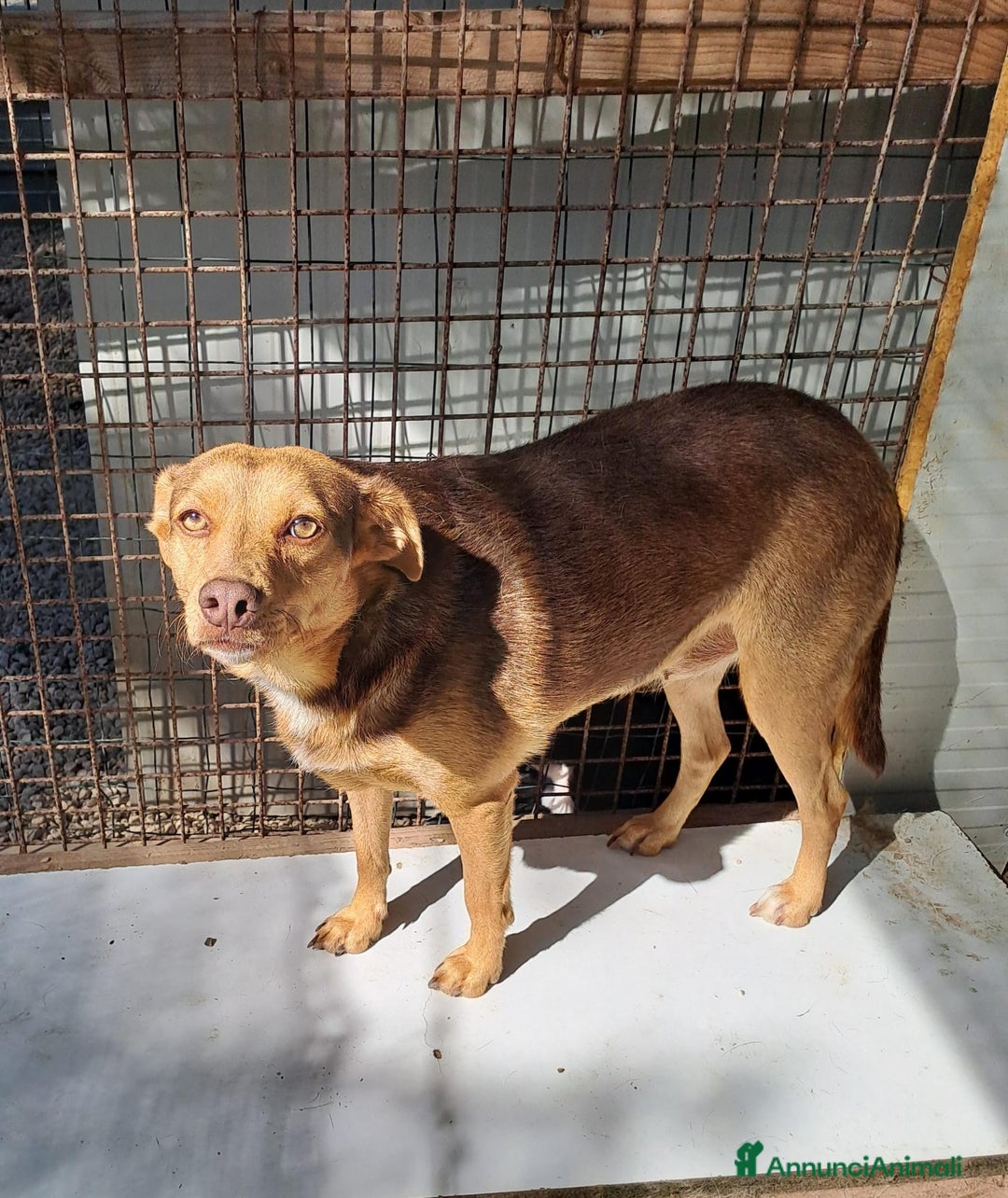 Meticcio cani in regalo: LA DOLCEZZA DI BIANCANEVE - Annuncio 3