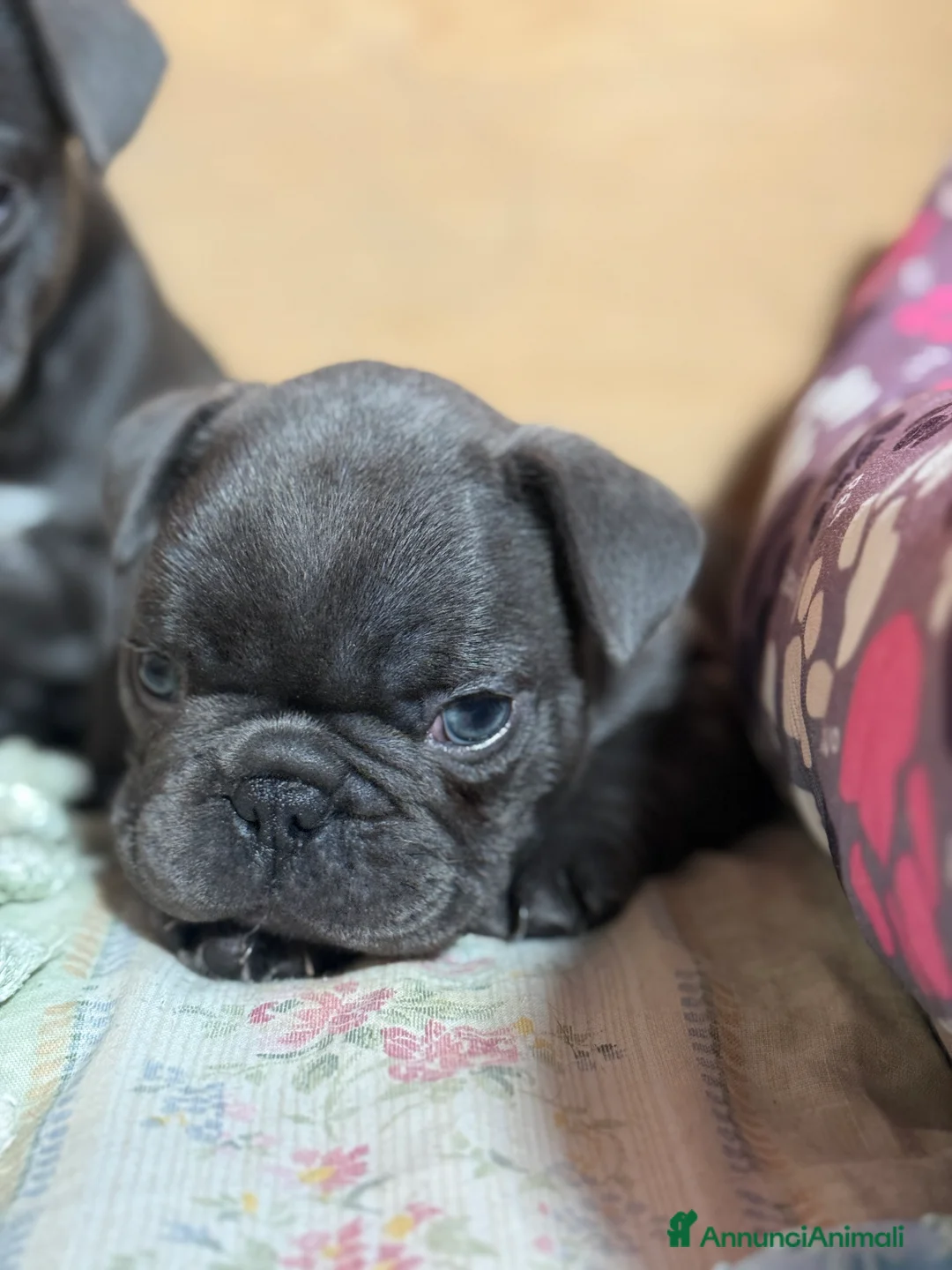Bulldog Francese cani in vendita: Cuccioli di Bulldog Francese - Annuncio 6
