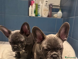 Bulldog Francese cani - Annuncio 17