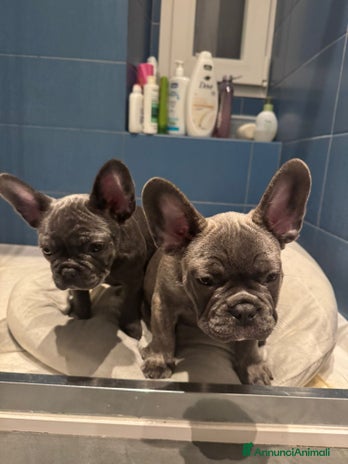 Bulldog Francese cani - Annuncio 3