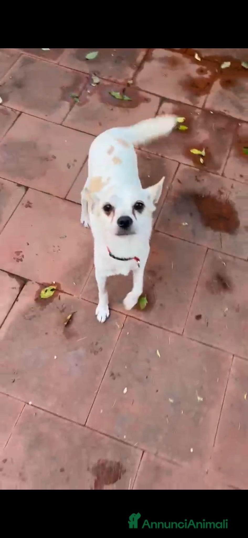 Chihuahua cani in regalo: BUDINO CHIHUAHUA DI 3 ANNI CERCA CASA - Annuncio 3