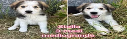 Meticcio cani in regalo: TROPPI CUCCIOLI SOLI IN RIFUGIO  a Provincia di Verona - Annuncio 10