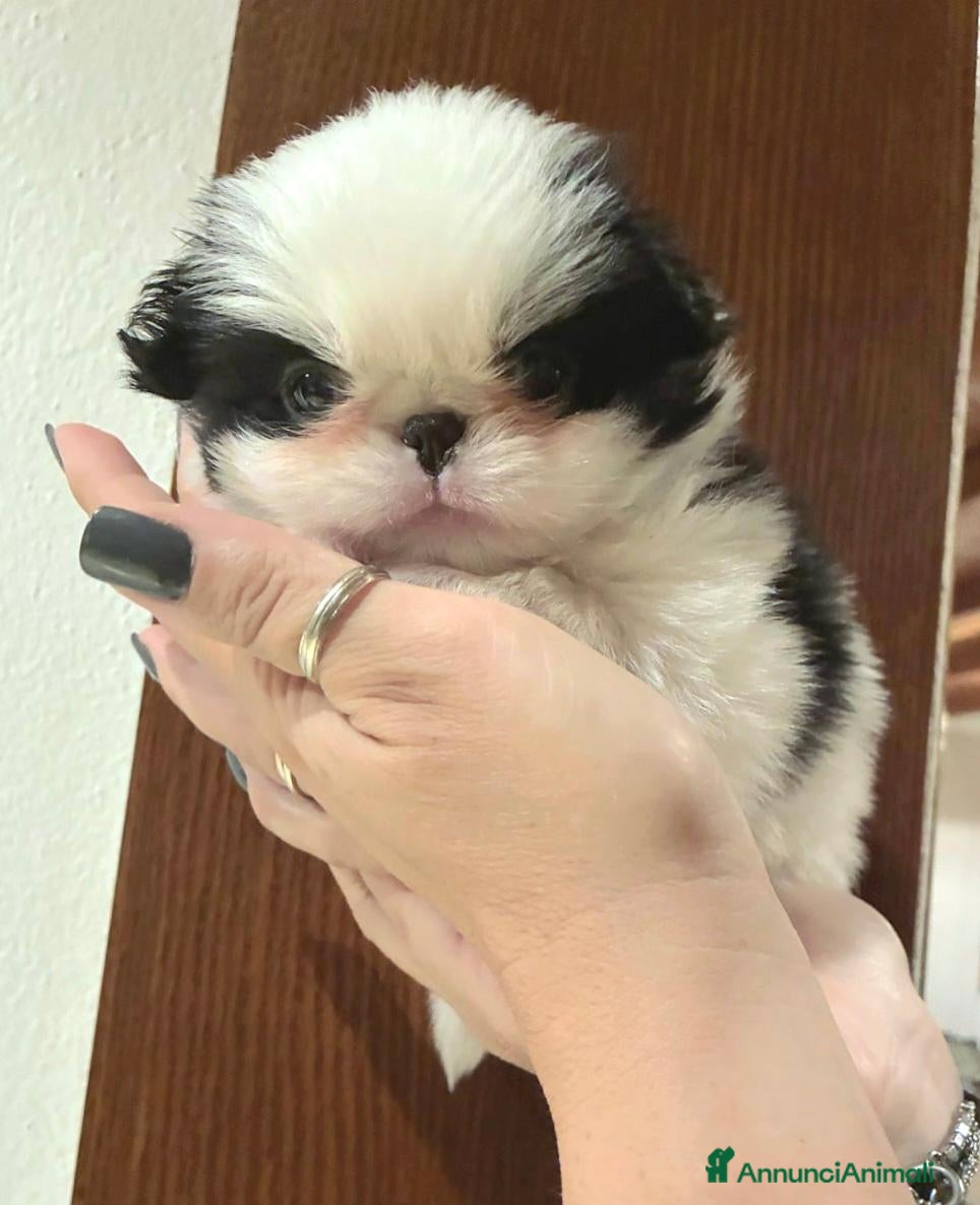 Chin cani in vendita: Cucciolo CHIN  - Annuncio 1
