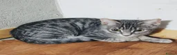 Europeo gatti in regalo: Gattina 3 mesi bellissima  - Annuncio 3
