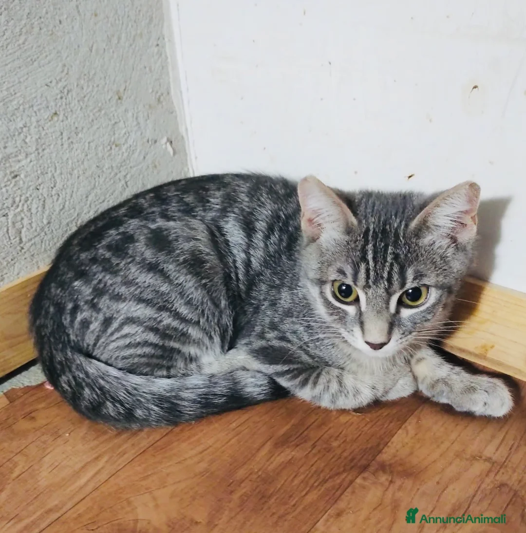 Europeo gatti in regalo: Gattina 3 mesi bellissima  - Annuncio 3