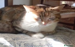Altre razze gatti in regalo: Regalo tre bellissimi cuccioli  a Provincia di Pisa - Immagine 4