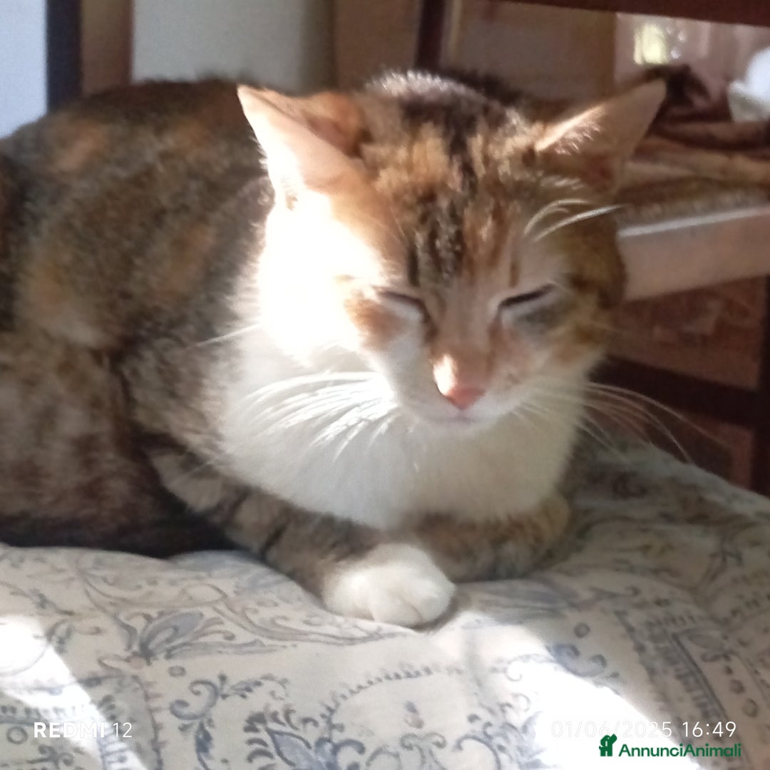 Altre razze gatti in regalo: Regalo tre bellissimi cuccioli  a Provincia di Pisa - Immagine 4