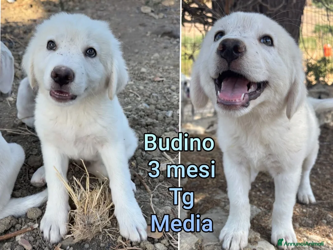 Meticcio cani in regalo: TROPPI CUCCIOLI SOLI IN RIFUGIO  a Provincia di Verona - Annuncio 2