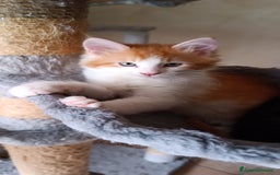 Maine Coon gatti in vendita: Ultimo Cucciolo disponibile a Città Metropolitana di Torino - Immagine 2
