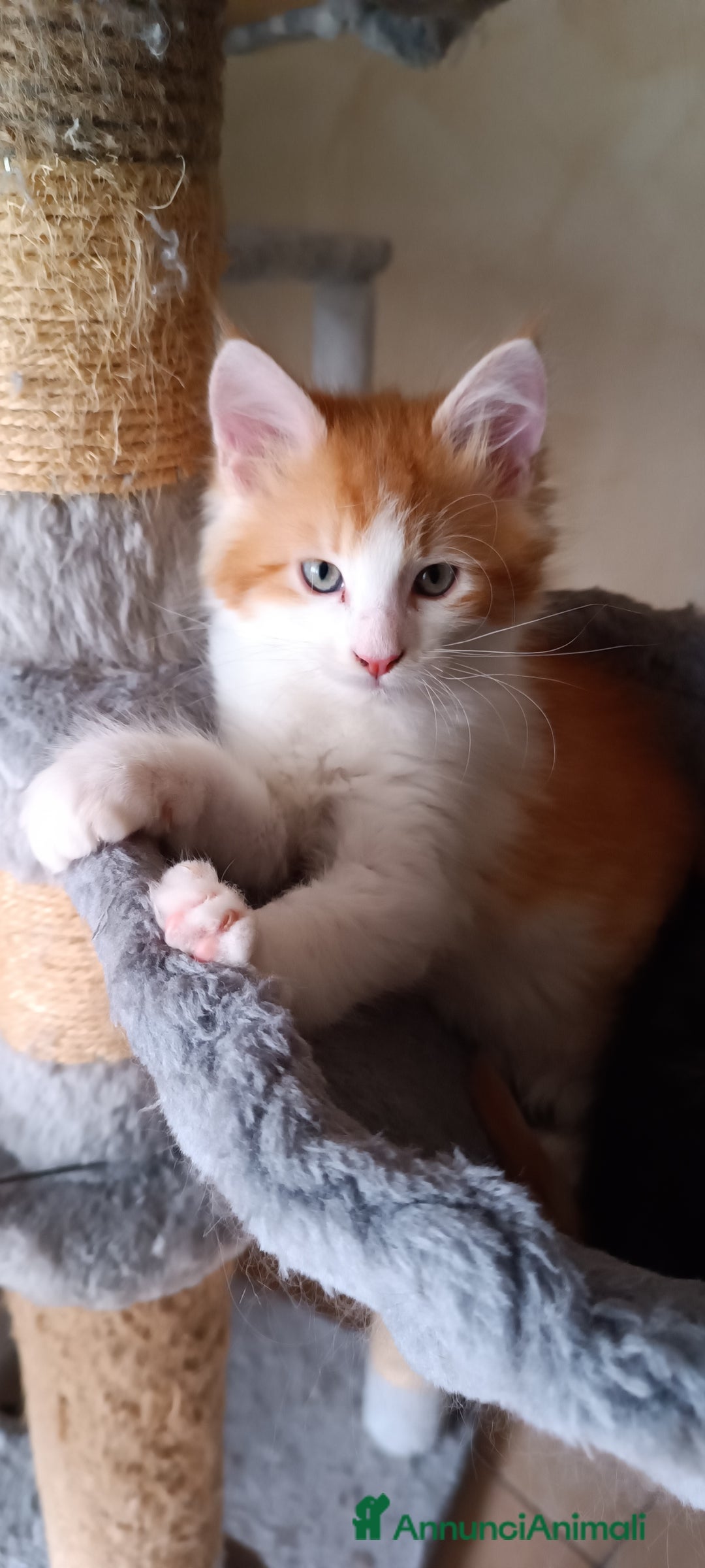 Maine Coon gatti in vendita: Ultimo Cucciolo disponibile a Città Metropolitana di Torino - Immagine 2
