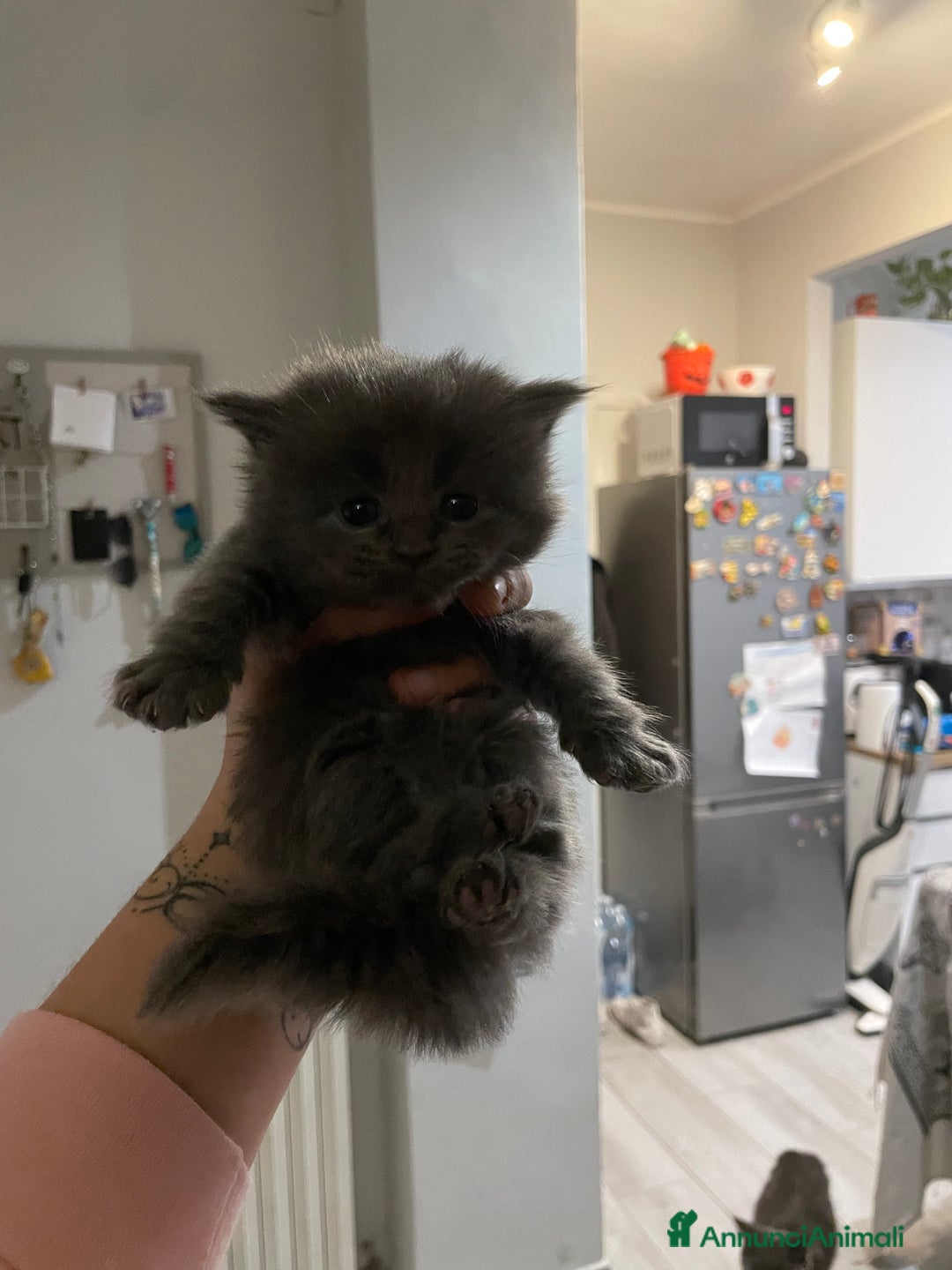 Maine Coon gatti in vendita: Mainecoon - Annuncio 7