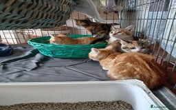 Europeo gatti in regalo: 5 cuccioli e mamma cercano casa❤️ - Immagine 7