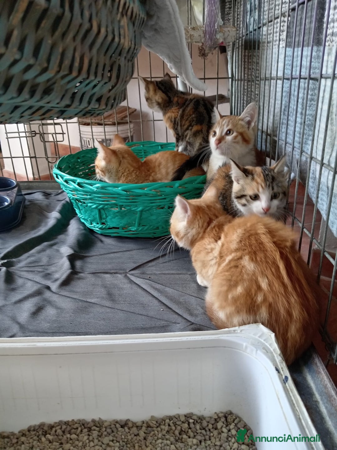 Europeo gatti in regalo: 5 cuccioli e mamma cercano casa❤️ - Annuncio 7