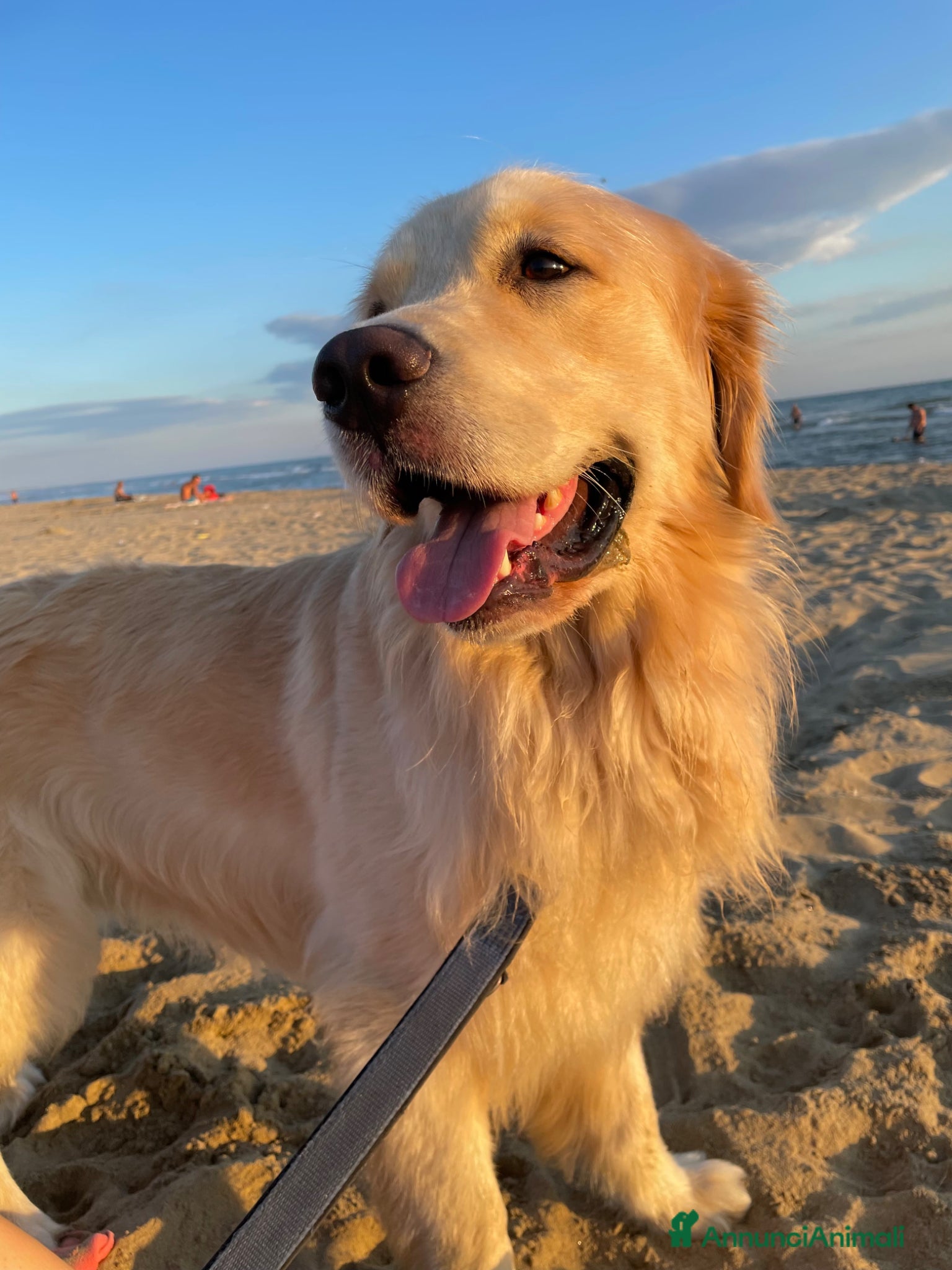 Golden Retriever cani Golden americano da monta (Pedigree) - Annuncio 10