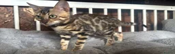 Bengala gatti in vendita: Bengal cucciola da riproduzione (Normandie) - Annuncio 14