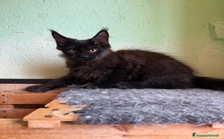 Maine Coon gatti a Città metropolitana di Milano - Annuncio 9
