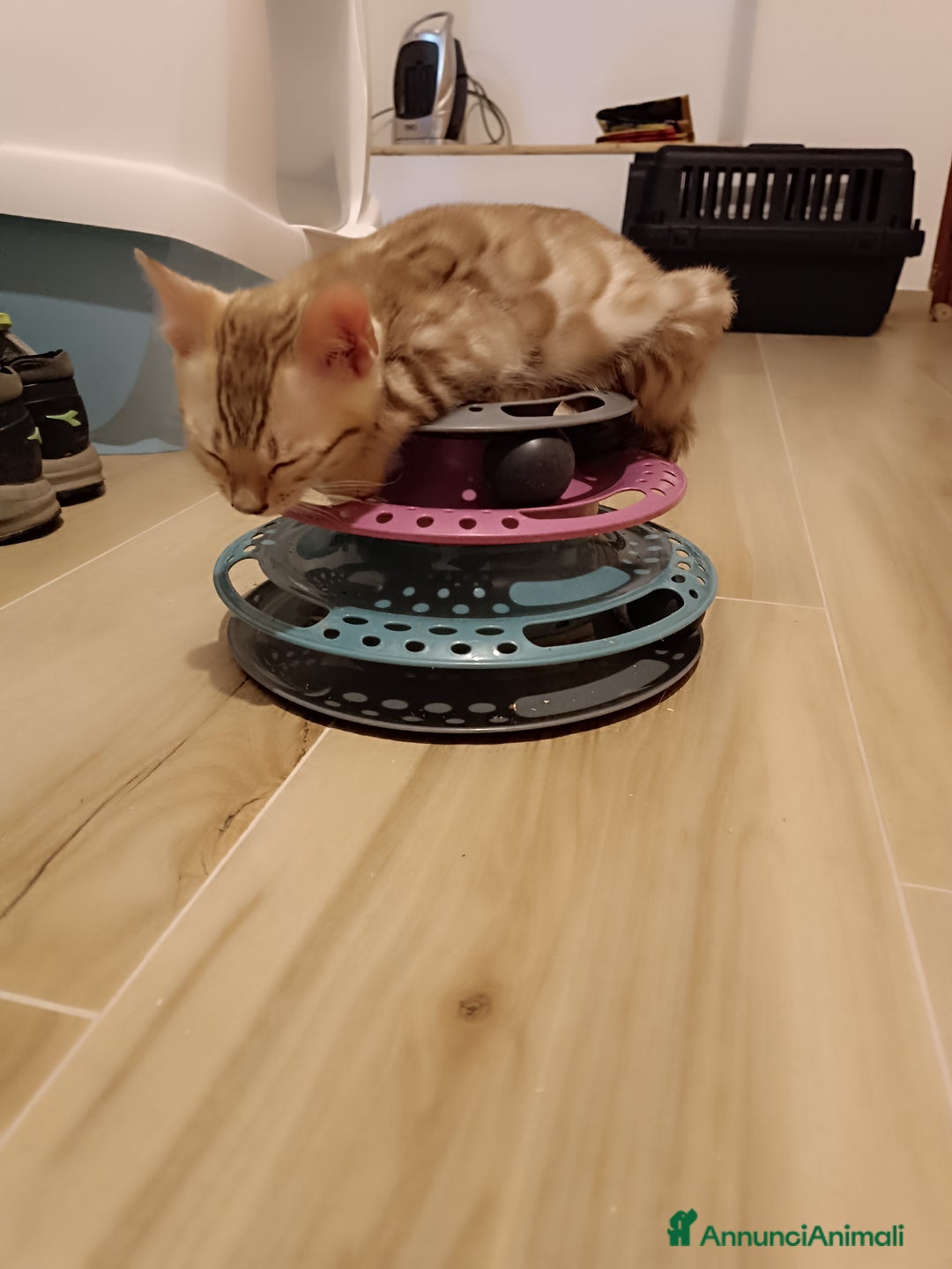 Bengala gatti in vendita: Cuccioli di Bengal in standard Snow Mink  - Annuncio 4