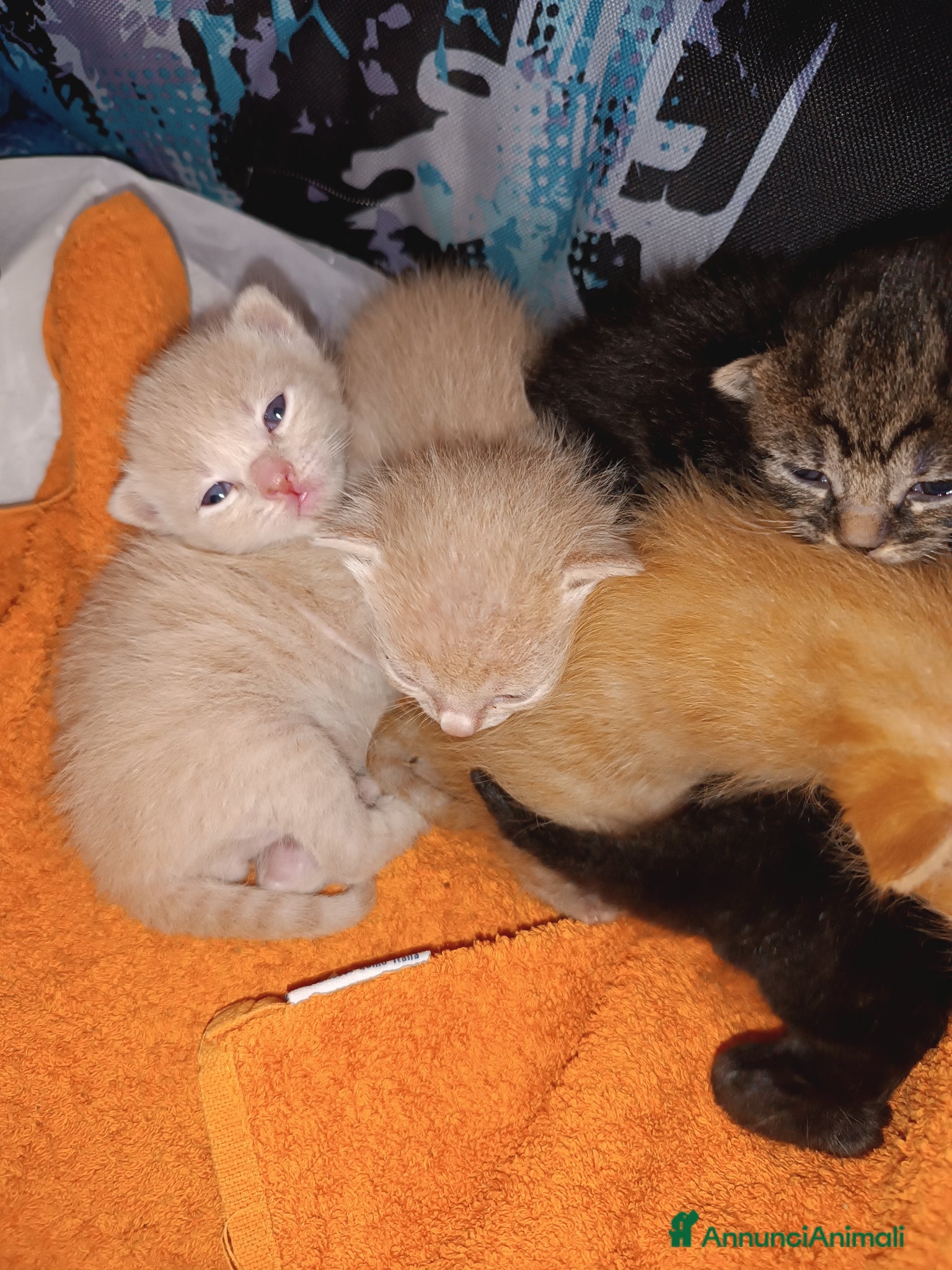 Altre razze gatti Gattini cercano casa, svezzati e sverminati - Annuncio 1