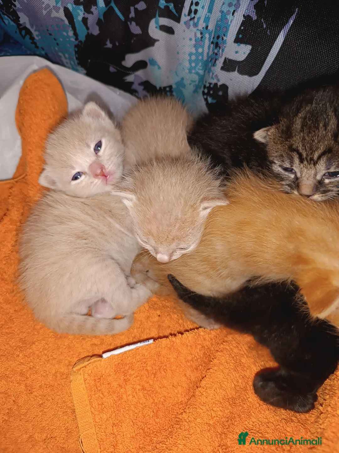 Altre razze gatti in vendita: Gattini cercano casa, svezzati e sverminati - Annuncio 1