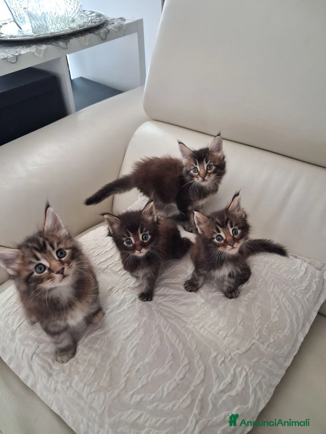 Maine Coon gatti in vendita: Maine Coon con Pedigree - Annuncio 2