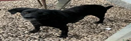 Meticcio cani in regalo: Monica 3 anni Taglia piccola  - Annuncio 2