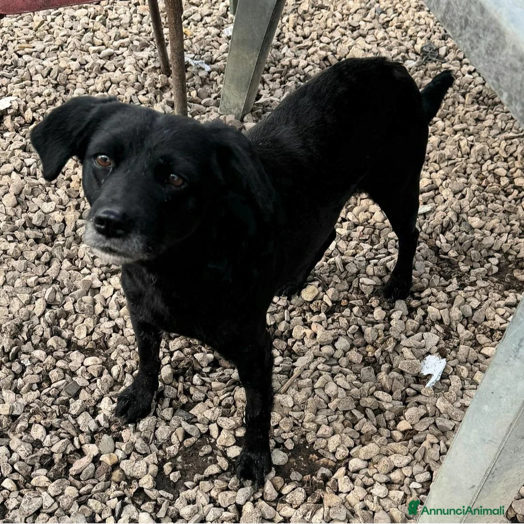 Meticcio cani in regalo: Monica 3 anni Taglia piccola  - Annuncio 2