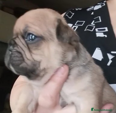 Bulldog Francese cani Cucciola bulldog francese  - Annuncio 2