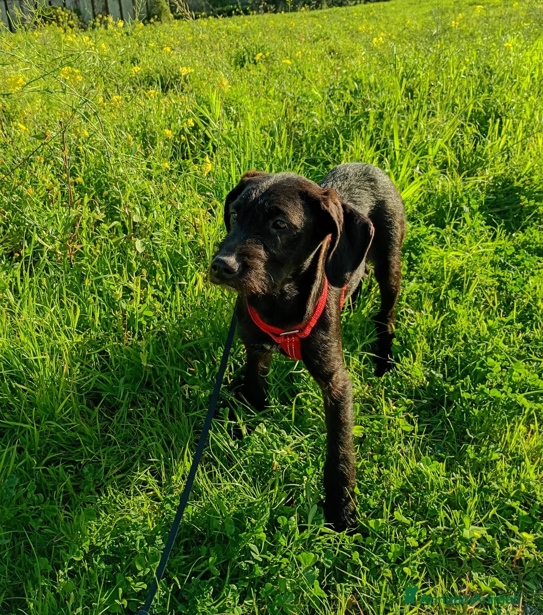 Meticcio cani in regalo: SYRIA ASPETTA UNA MAMMA  - Annuncio 4
