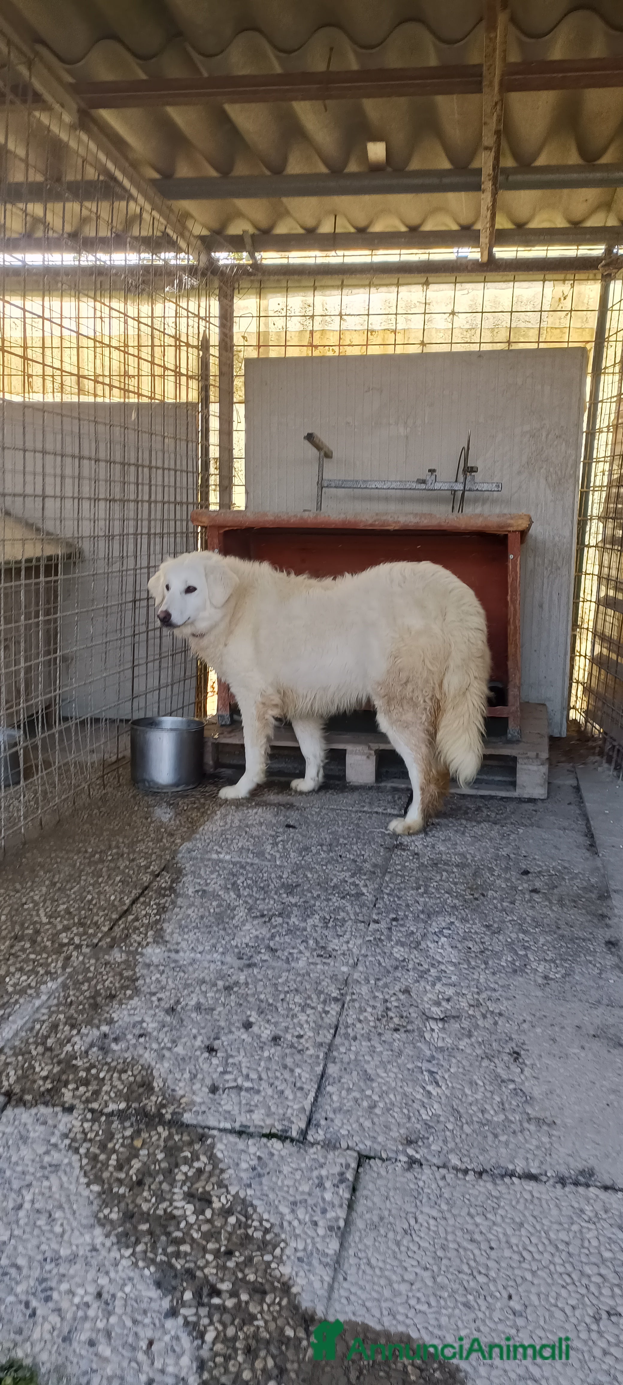 Meticcio cani Asia  - Annuncio 16