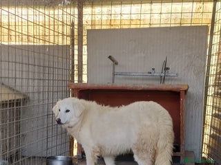 Meticcio cani Asia - Annuncio 1