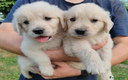 Golden Retriever cani in vendita: GOLDEN CUCCIOLI CON PEDIGREE ENCI - REGGIO EMILIA a Reggio Emilia - Immagine 4