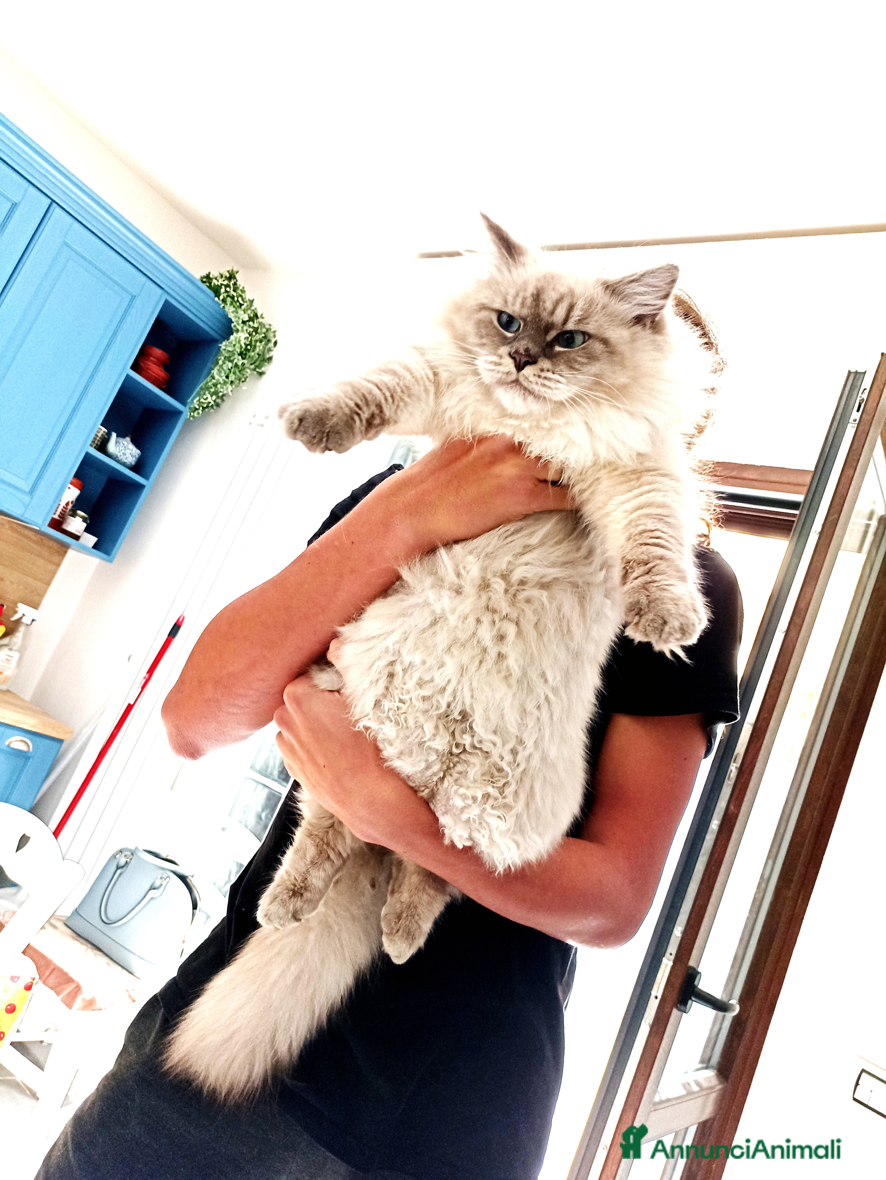 Siberiano gatti Gatti siberiani  - Annuncio 4