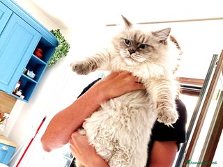 Siberiano gatti Gatti siberiani - Annuncio 5