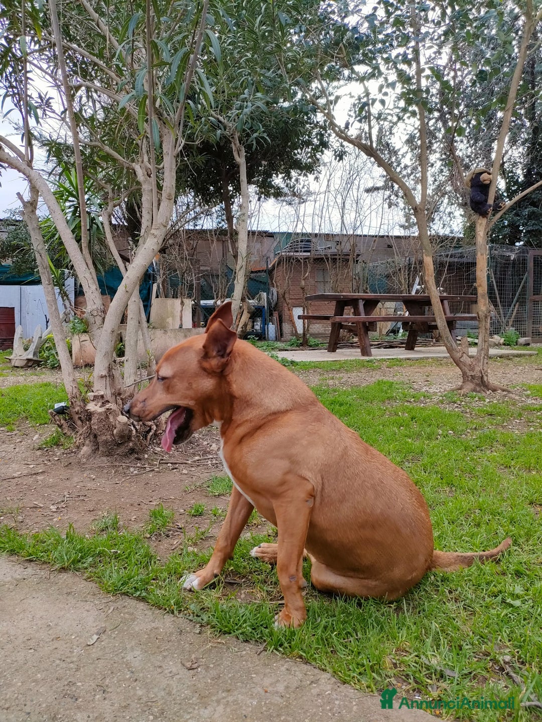 Meticcio cani in regalo: Ciro simil Pitbull 6anni aspetta ancora.LIVORNO a Città Metropolitana di Milano - Annuncio 6