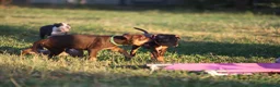 Pitbull cani in vendita: Cuccioli Pit Bull con pedigree anche a rate - Annuncio 13