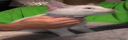 Meticcio gatti in regalo: Gattina trovatella  - Annuncio 4