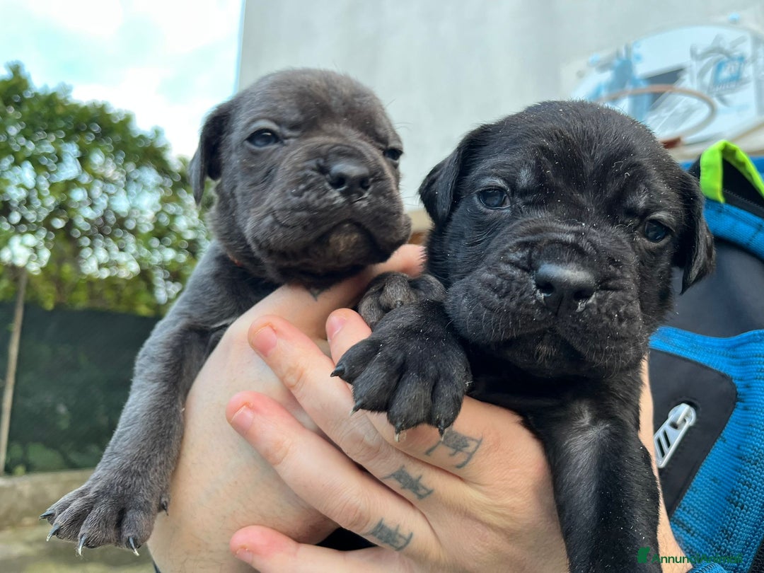 Cane Corso cani in vendita: Cuccioli cane corso - Annuncio 9