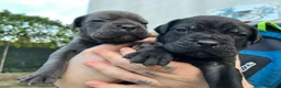 Cane Corso cani in vendita: Cuccioli cane corso - Annuncio 9