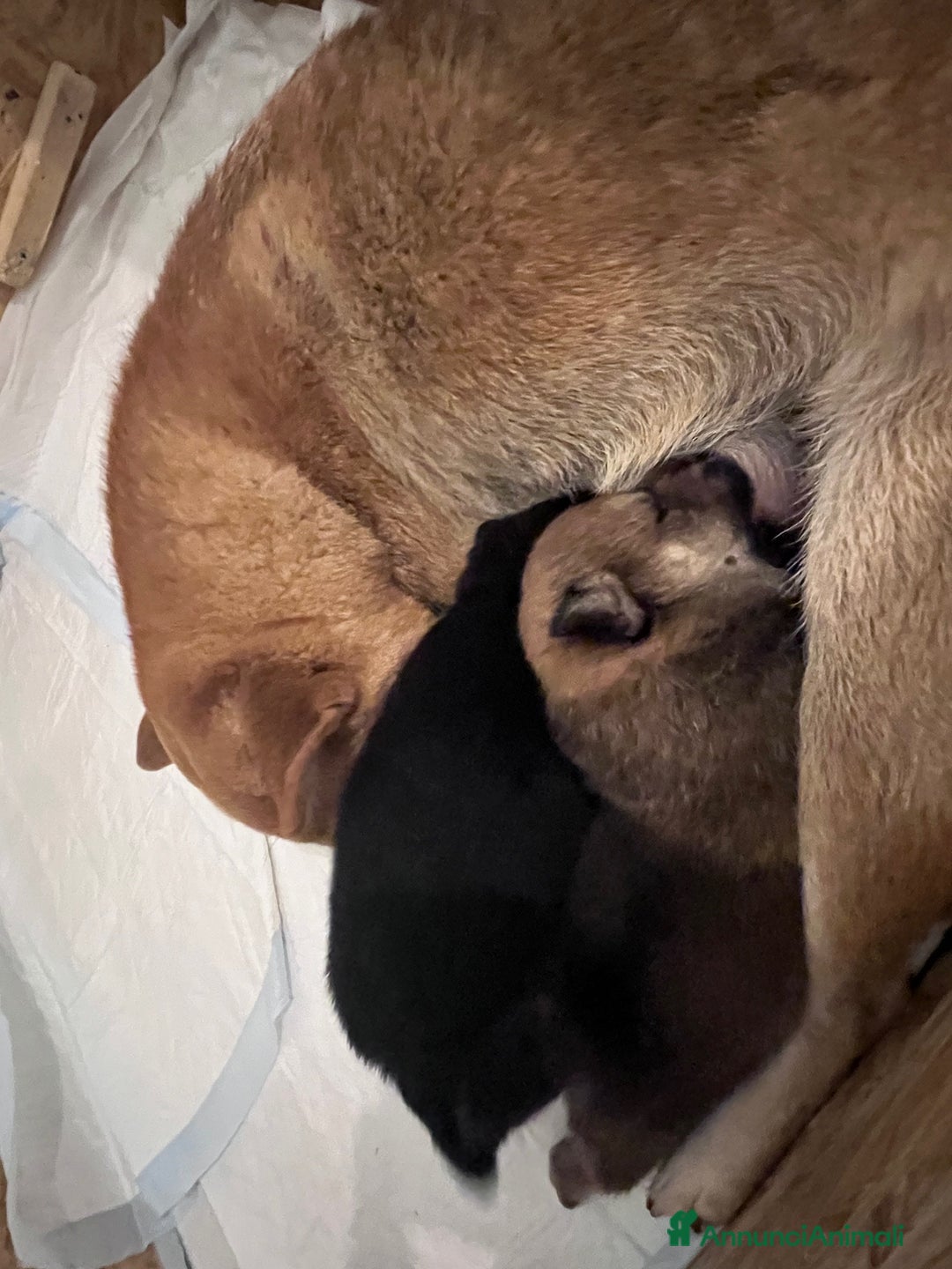 Shiba Inu cani in vendita: Cuccioli di Shiba Inu - Annuncio 9