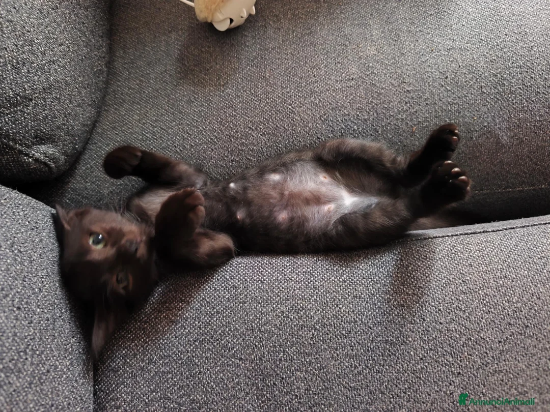 Meticcio gatti in vendita: Gattino di 3 mesi a Provincia di Verona - Annuncio 2