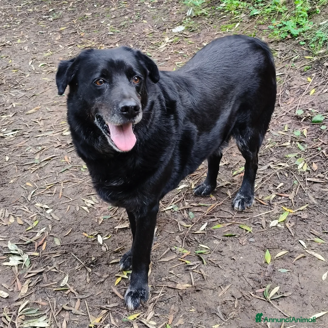Meticcio cani in regalo: Bryan cerca casa 🏠 - Annuncio 8