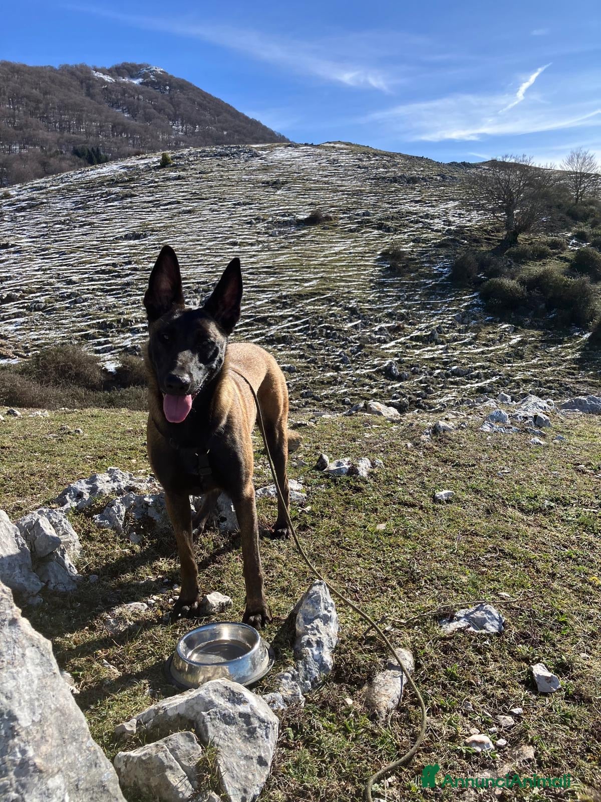 Pastore Belga cani Malinois Pastore Belga splendida cucciolata  - Annuncio 1