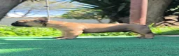Bulldog Francese cani in vendita: Cuccioli di Bulldog francese - Annuncio 15