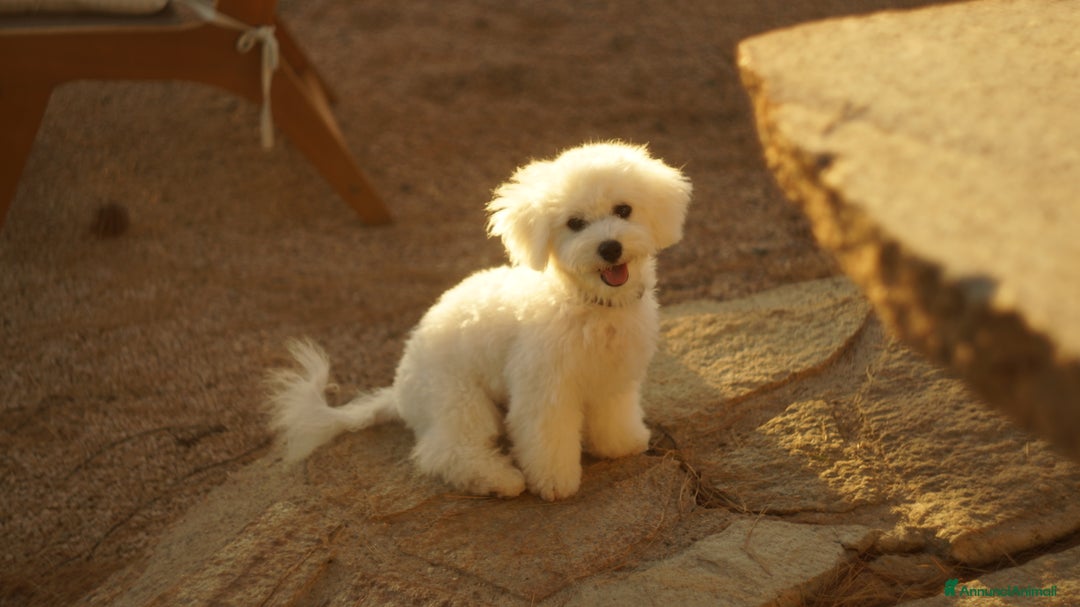 Bichon cani in vendita: Un Amore cresciuto con dedizione totale a Provincia del Sud Sardegna - Annuncio 8
