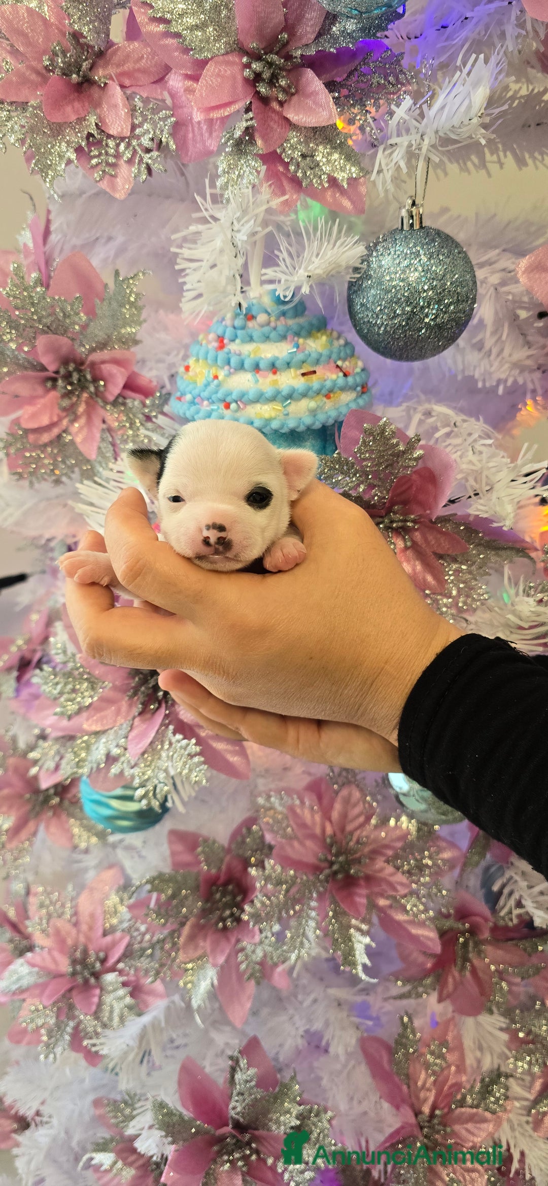 Chihuahua cani in vendita: Cuccioli di chihuahua - Annuncio 13