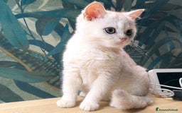 Scottish gatti in vendita: Cucciolo Scottish straight silver - Immagine 3