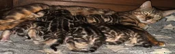 Bengala gatti in vendita: Bengal brown meravigliosi - Annuncio 5